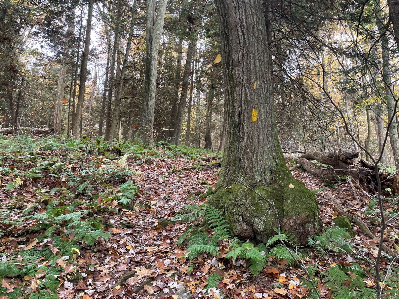Hemlocks Natural Area